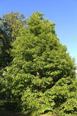 Quercus macranthera - dub velkokvětý - letní habitus